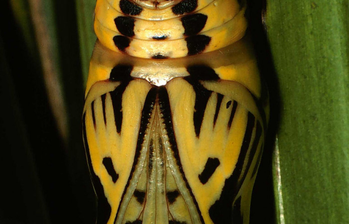 Figura 8. Pupa de <i>Brassolis granadensis</i> (Nymphalidae), vista ventral localidad Valleverde Colonia Libertad (400m). Voucher: 00-SRNP-16219-DHJ56192.jpg.