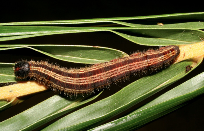 Figura 5. Larva <i>Brassolis granadensis</i> (Nymphalidae) último estadío (U), localidad Casa Minor Carmona Sector Rincón Rain Forest ACG (413m). Voucher: 07-SRNP-40713-DHJ420346.jpg.