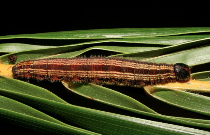 Figura 6. Larva <i>Brassolis granadensis</i> (Nymphalidae) último estadio (U), localidad Casa Minor Carmona Sector Rincón Rain Forest ACG (413m). Voucher: 07-SRNP-40713-DHJ420348.jpg.