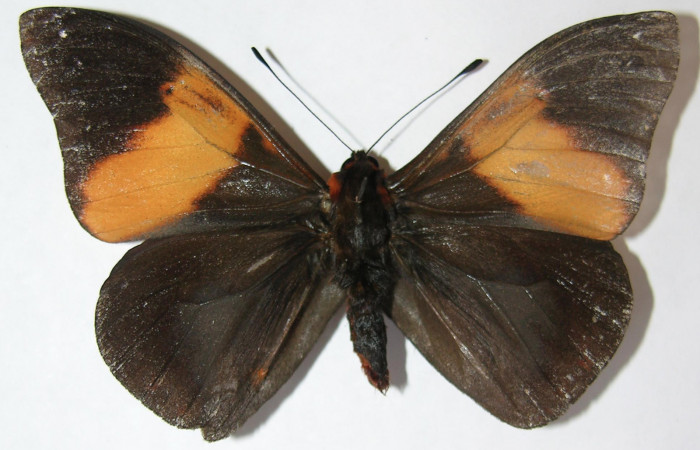 Figura 1. Adulto de <i>Brassolis granadensis</i> (Nymphalidae), vista dorsal, localidad Estación Quica Sector Pitilla ACG (470m). Voucher: 09-SRNP-72567-DHJ513532.jpg.  