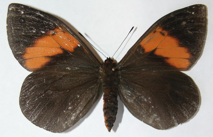 Figura 9. Adulto de <i>Brassolis granadensis</i> (Nymphalidae), vista dorsal localidad Estación Quica Sector Pitilla ACG (470m). Voucher: 09-SRNP-72569-DHJ513536.jpg.