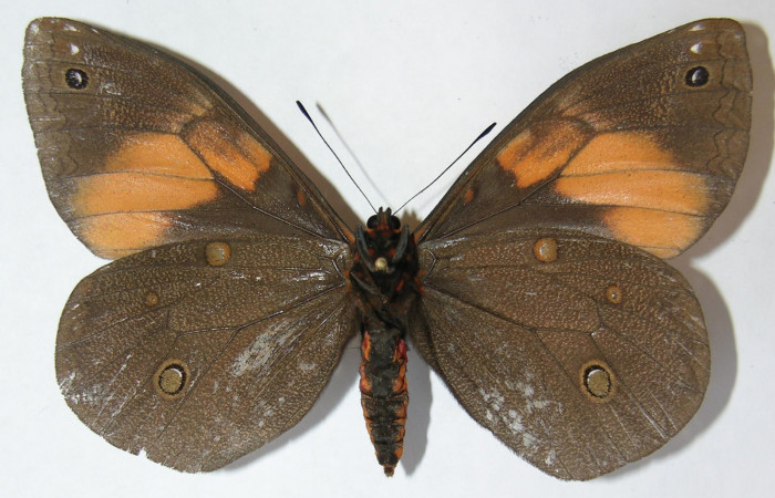 Figura. 10 Adulto de <i>Brassolis granadensis</i> (Nymphalidae), vista ventral localidad Estación Quica Sector Pitilla ACG (470m). Voucher: 09-SRNP-72569-DHJ513537.jpg.