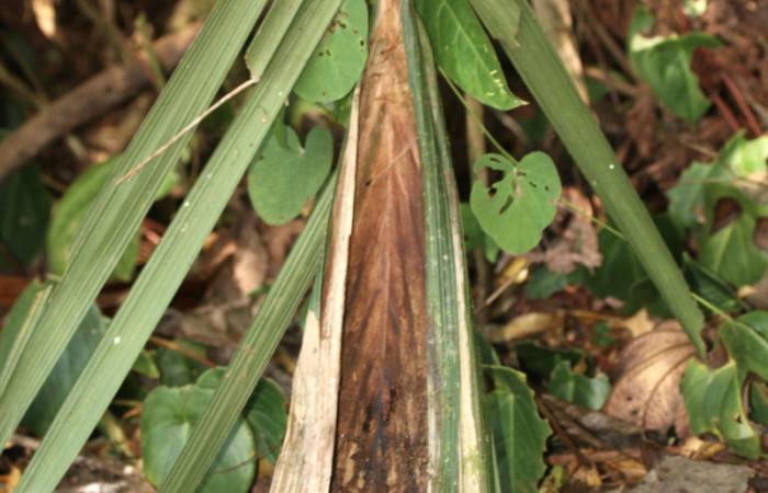 Figura 2. Casita de <i>Brassolis granadensis</i> (Nymphalidae), localidad Sendero Laguna Sector Pitilla ACG (680m). Voucher: 13-SRNP-30714-DHJ700876.jpg.