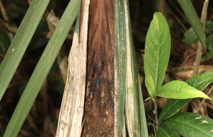 Figura 3. Casita de <i>Brassolis granadensis</i> (Nymphalidae), localidad Sendero Laguna Sector Pitilla ACG (680m). Voucher: 13-SRNP-30714-DHJ700878.jpg.