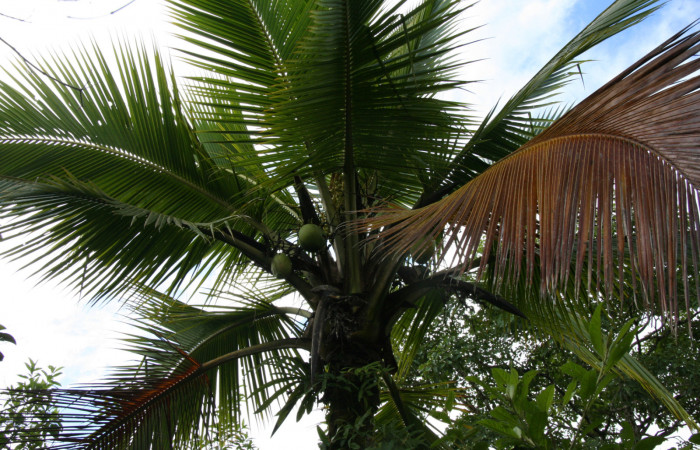 Figura 11. Planta hospedera de <i>Brassolis granadensis</i> (Nymphalidae), se llama <i>Cocos nucifera</i> (Arecaceae), localidad Estación Quica Sector Pitilla ACG (470m).