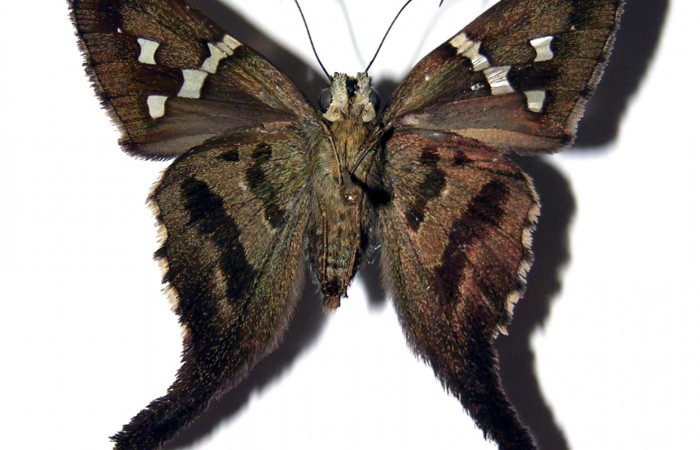 Figura 13. Adulto hembra de <i>Urbanus segnestami</i> (Hesperiidae) vista ventral. Voucher 04-SRNP-33067-DHJ99101.jpg.