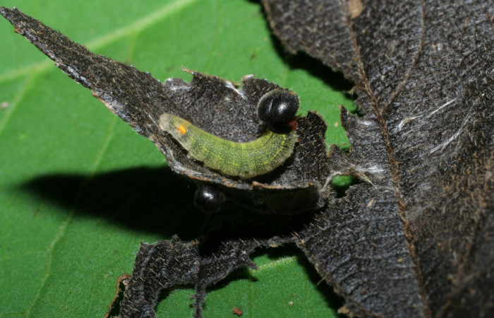 Figura 3. <i>Urbanus segnestami</i> (Hesperiidae) tercer estadio, Sector Pitilla, Ingas. Voucher 05-SRNP-70012-DHJ420607.jpg.