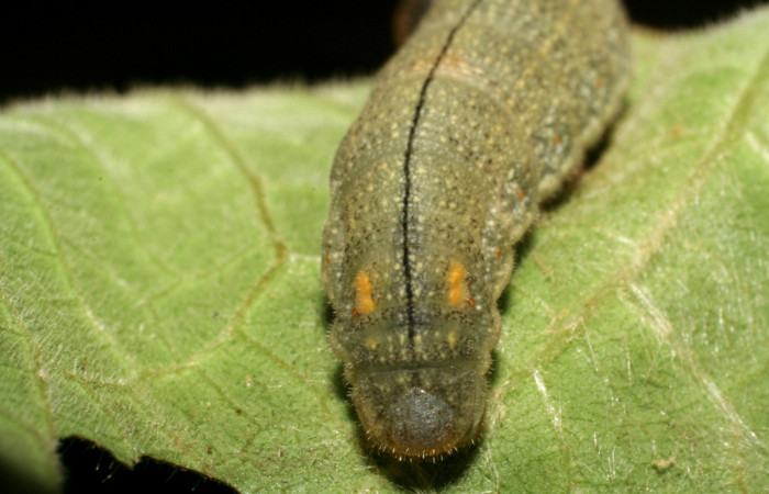 Figura 7. <i>Urbanus segnestami</i> (Hesperiidae) último estadio, vista trasera, Sector Caribe, Río Francia Arriba. Voucher 06-SRNP-40981-DHJ414184.jpg.