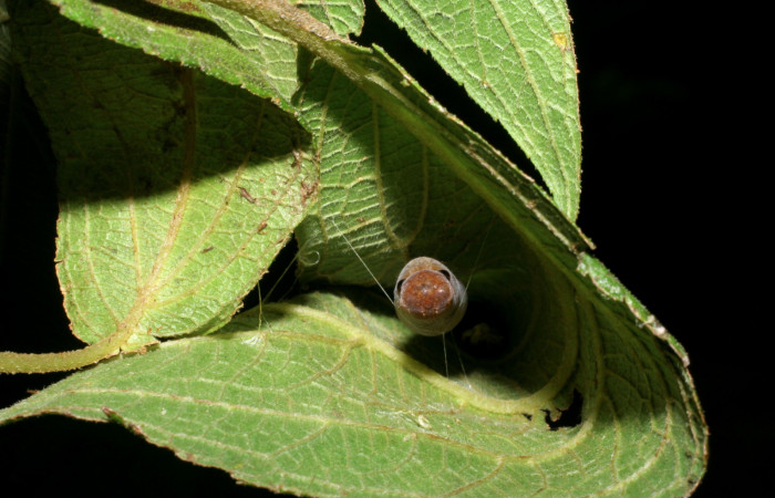Figura 11. Pupa de <i>Urbanus segnestami</i> (Hesperiidae) vista frontal. Voucher 08-SRNP-4727-DHJ437616.jpg.