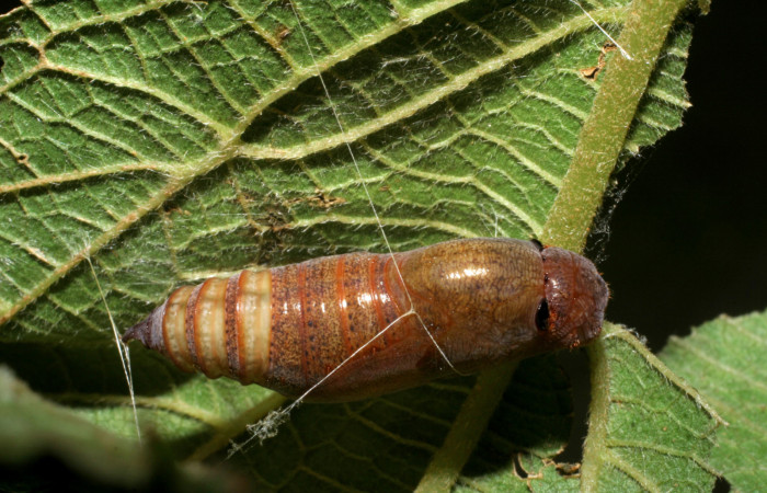Figura 9. Pupa de <i>Urbanus segnestami</i> (Hesperiidae) vista dorsal. voucher 08-SRNP-4727-DHJ437628.jpg.