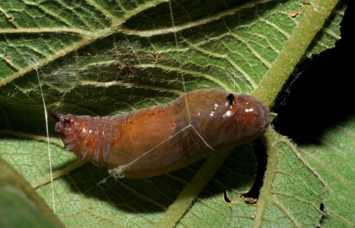 Figura 10. Pupa de <i>Urbanus segnestami</i> (Hesperiidae) vista lateral. Voucher 08-SRNP-4727-DHJ437629.jpg.