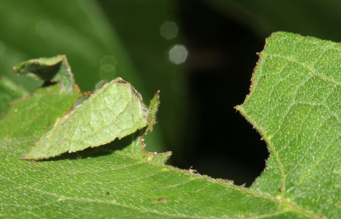 Figura 4. <i>Urbanus segnestami</i> (Hesperiidae) tercer estadio, Sector Pitilla, Ingas. Voucher 17-SRNP-30269-DHJ735951.jpg.