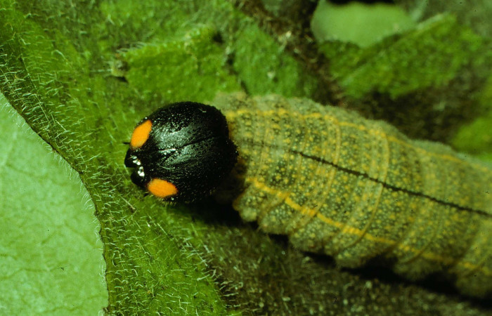 Figura 6. <i>Urbanus segnestami</i> (Hesperiidae) último estadio, posición cabeza, Sector Santa Rosa, Quebrada Cebollines Voucher 92-SRNP-2890-DHJ15644.jpg.
