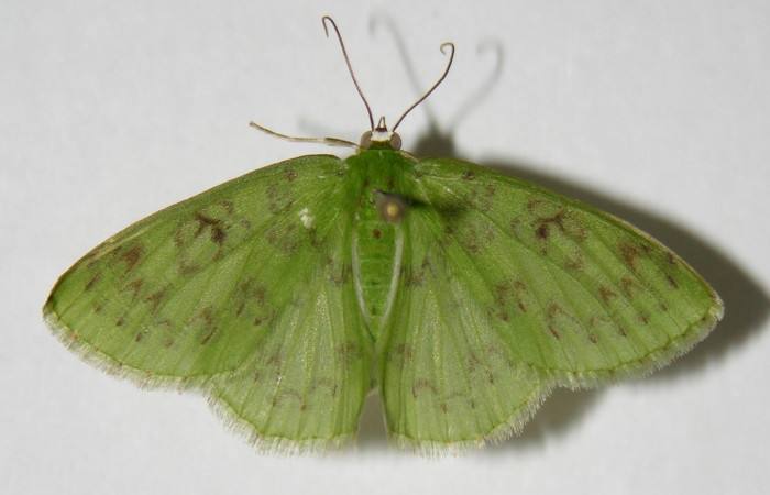 Fig. 7. <i>Nemoria</i> aturiaDHJ01 (Geometridae), adulto. Area de Conservación Guanacaste, Sector Pitilla, Sendero Mismo. Vista dorsal. (04-SRNP-34514-DHJ326416).
