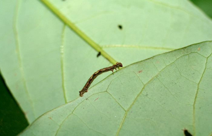 Fig. 11. Larva tercer estadio, <i>Nemoria</i> aturiaDHJ02 (Geometridae). Area de Conservación Guanacaste, Sector Cacao, Sendero Circular. Se puede apreciar lo pequeña que es mide apenas 8 milímetros. (06-SRNP-35318-DHJ416706.jpg).