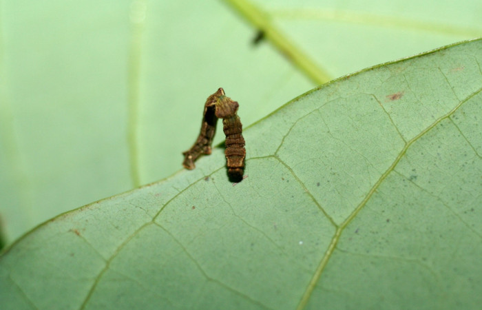 Fig. 10. Larva tercer estadio, <i>Nemoria</i> aturiaDHJ02 (Geometridae). Area de Conservación Guanacaste, Sector Cacao, Sendero Circular. Mide 8 milímetros, es un tamaño muy difícil de localizar. (06-SRNP-35318-DHJ416707.jpg).