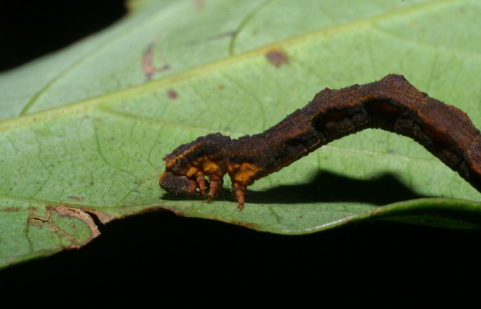 Fig. 15. Larva último estadio, <i>Nemoria</i> aturiaDHJ02 (Geometridae). Area de Conservación Guanacaste, Sector Cacao, Estación Biológica Cacao. Vista lateral izquierdo de la cabeza y tórax, se pueden a preciar las propatas entre el segundo y tercer segmento del tórax. (08-SRNP-35598-DHJ441049.jpg