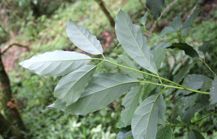 Fig. 22. Envés de hoja de <i>Persea americana</i> (introduced), planta hospedera de <i>Nemoria</i> aturiaDHJ02 (Geometridae). Area de Conservación Guanacaste, Estación Biológica Cacao. Foto,  Parataxónoma Dunia Garcia 10/11/2019.