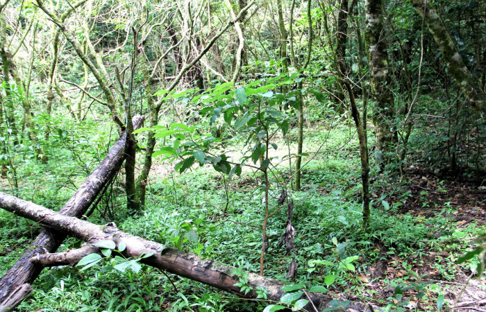 Fig. 18. Habitat de <i>Persea americana</i> (introduced), planta hospedera de <i>Nemoria</i> aturiaDHJ02 (Geometridae). Area de Conservación Guanacaste, Estación Biológica Cacao. Foto, Parataxónoma Dunia Garcia, 10/11/2019.