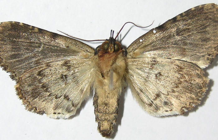 Figura 12. Adulto de <i>Cropia cedica</i> (Noctuidae) macho. Voucher: 08-SRNP-6029-DHJ396587.