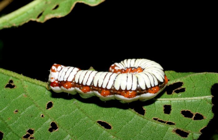Figura 5. Larva de <i>Cropia cedica</i> (Noctuidae) penúltimo estadio, posición lateral. Voucher: 08-SRNP-6029-DHJ445029.jpg.