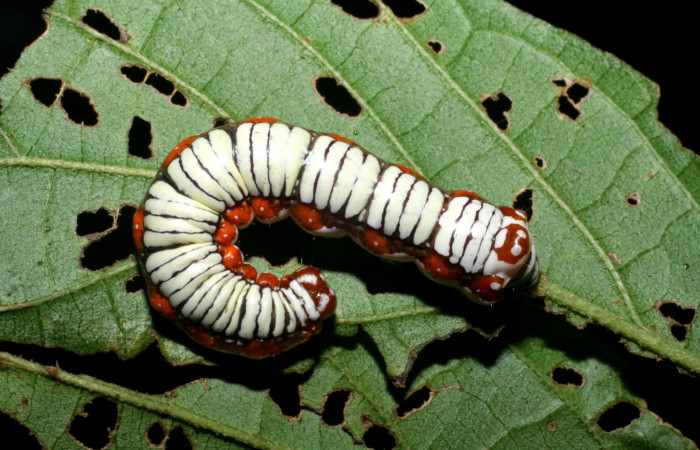 Figura 3. Larva de <i>Cropia cedica</i> (Noctuidae) penúltimo estadio, posición dorsal. Voucher: 08-SRNP-6029-DHJ445030.jpg.