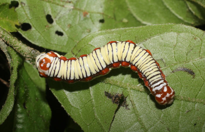 Figura 1. Larva de <i>Cropia cedica</i> (Noctuidae) penúltimo estadio, posición dorsal. Voucher:19-SRNP-2392-DHJ759106.jpg.