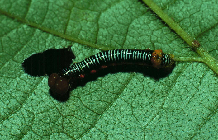 Figura 2. Larva de <i>Cropia cedica</i> (Noctuidae) tercer estadio, posición dorsal. Voucher: 81-SRNP-750-DHJ2941.jpg.