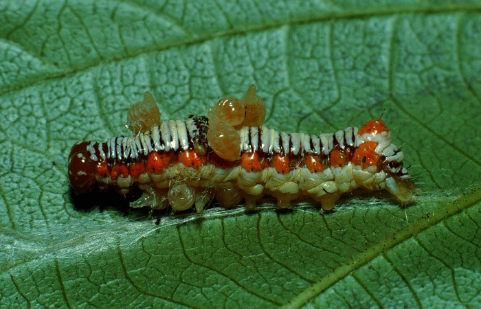 Figura 6. Larva parasitada <i>Cropia cedica</i> (Noctuidae) de <i>Euplectrus ivonae</i> (Eulophidae) penúltimo estadio, posición dorsal. Voucher: 90-SRNP-2182-DHJ13416.jpg.