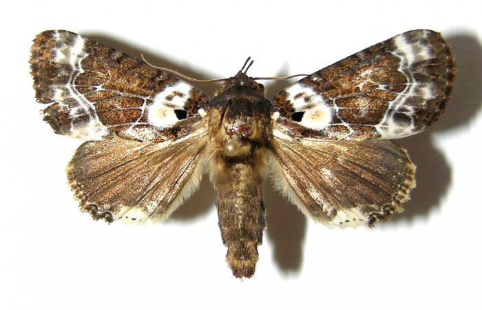Figura 9. Adulto de <i>Cropia cedica</i> (Noctuidae) hembra. Voucher: 98-SRNP-5156-DHJ328842.