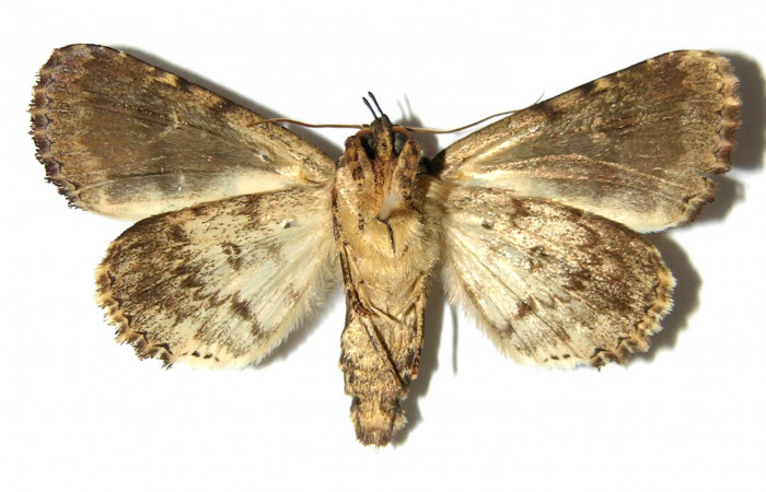 Figura 10. Adulto de <i>Cropia cedica</i> (Noctuidae) hembra. Voucher: 98-SRNP-5156-DHJ328843.