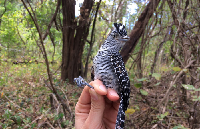 Estación Pitilla, febrero 2018, Fotografía: Natalie Sánchez