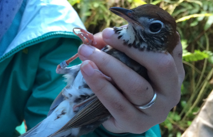 Estación Pitilla, febrero 2018, Fotografía: Natalie Sánchez