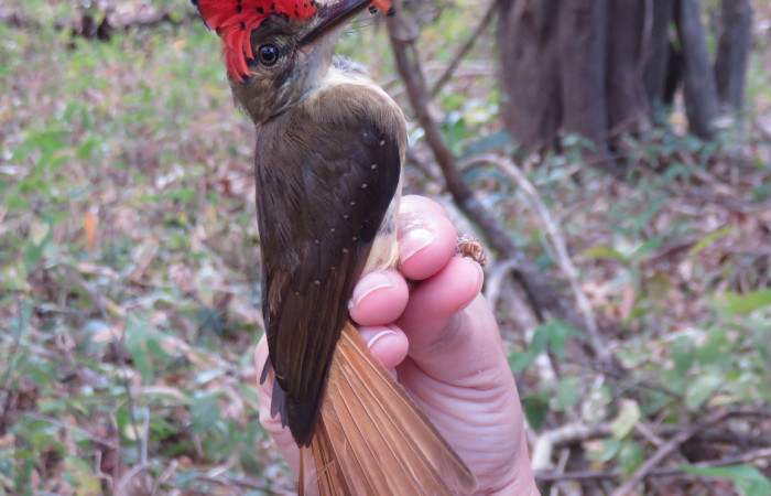 Estación Pitilla, febrero 2018, Fotografía: Eric Palola