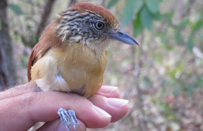 Estación Pitilla, febrero 2018, Fotografía: Eric Palola