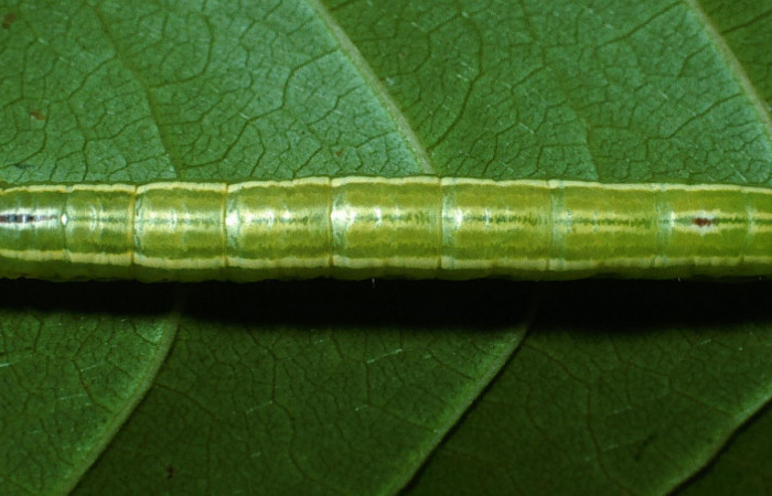  Larva en posición dorsal de <i>Serichroa felderi</i> (Notodontidae), U estadio. Sector Rincon Rain Forest, Camino Rio Francia. Voucher 03-SRNP-11919-DHJ76029.jpg.