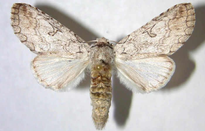  Adulto hembra en posición dorsal de <i>Sericochroa felderi</i> (Notodontidae). Sector Santa Rosa, Alacran. Voucher 90-SRNP-2563-DHJ363850.