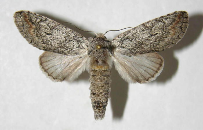  Adulto macho en posición dorsal de <i>Sericochroa</i> felderiDHJ02 (Notodontidae). Sector Santa Rosa, Alacran. Voucher 06-SRNP-98009-DHJ358104.
