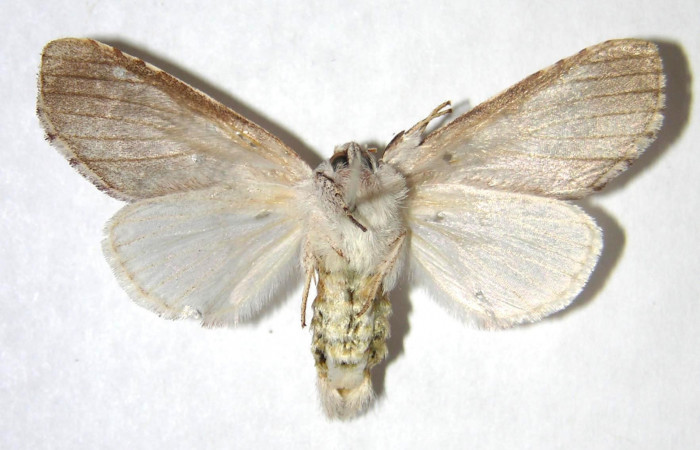  Adulto hembra en posición ventral de <i>Sericochroa</i> felderiDHJ02 (Notodontidae). Sector Santa Rosa, Alacran. Voucher Voucher 95-SRNP-4902-DHJ363901.