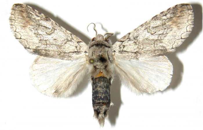  Adulto macho en posición dorsal de <i>Sericochroa</i> felderiDHJ03 (Notodontidae). Sector Mundo Nuevo, Mamones. Voucher Voucher 05-SRNP-56282-DHJ311454.