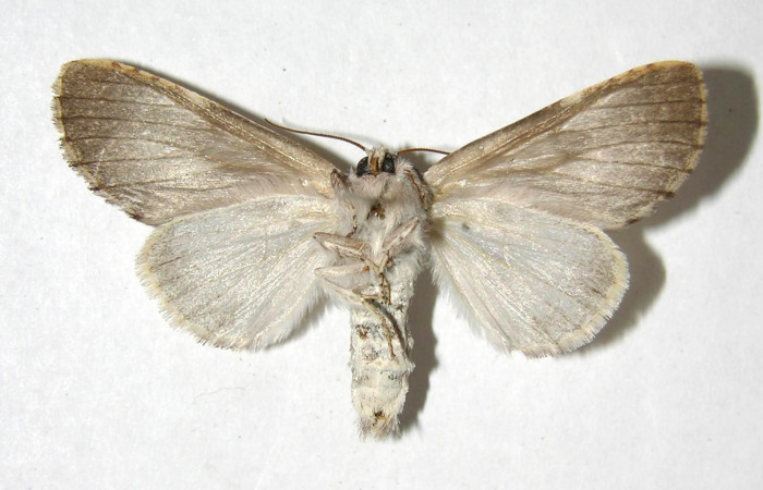  Adulto hembra en posición ventral de <i>Sericochroa</i> felderiDHJ03 (Notodontidae). Sector Santa Rosa, Area Administrativa. Voucher Voucher 06-SRNP-98008-DHJ358103.