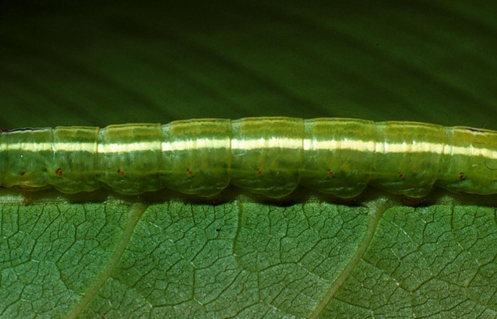 Larva en posición lateral de <i>Sericochroa felderi</i> (Notodontidae), U estadio. Sector Rincon Rain Forest, Camino Rio Francia. Voucher 03-SRNP-11919-DHJ76030.jpg.