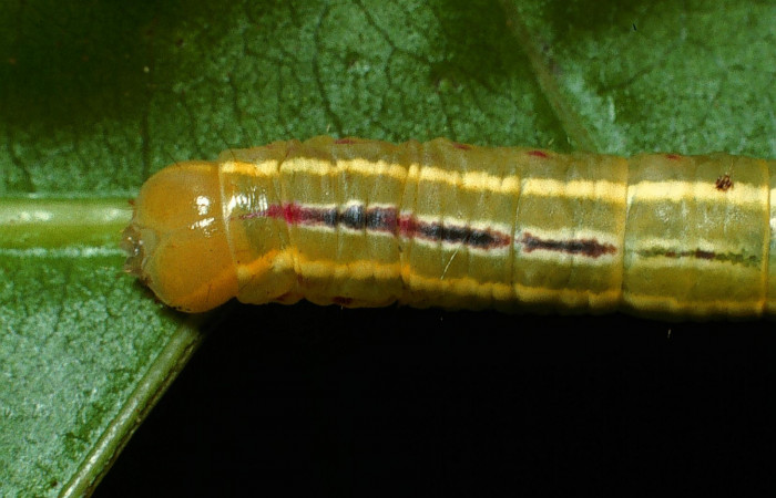  Cabeza en posición dorsal de <i>Sericochroa felderi</i> (Notodontidae), U estadio. Sector Del Oro, Quebrada Trigal. Voucher 03-SRNP-2978-DHJ71939.jpg.