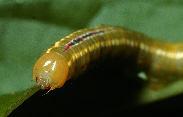  Cabeza en posición frontal de <i>Sericochroa felderi</i> (Notodontidae), U estadio. Sector Del Oro, Quebrada Trigal. Voucher 03-SRNP-2978-DHJ71936.jpg.