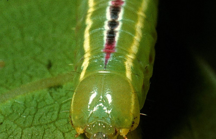  Cabeza en posición frontal de <i>Sericochroa felderi</i> (Notodontidae), U estadio. Sector Rincon Rain Forest, Camino Rio Francia. Voucher 03-SRNP-11919-DHJ76031.jpg.