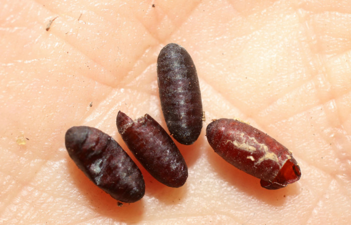  Puparios de <i>Eucelatoria</i> Wood09 Parásito de larva <i>Sericochroa felderi</i> (Notodontidae),  Sector Mundo Nuevo, Sendero mora. Voucher 10-SRNP-55546-DHJ498265.jpg.