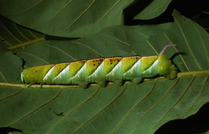 Figura 7. Larva en último estadio <i>Manduca albiplaga</i>, (Sphingidae), posición lateral alimentándose <i>Annona rensoniana</i> (Annonaceae). Sector Del Oro, Quebrada Romero, (elevación 490 metros). 9 julio 2002. (02-SRNP-17450-DHJ68368.jpg).