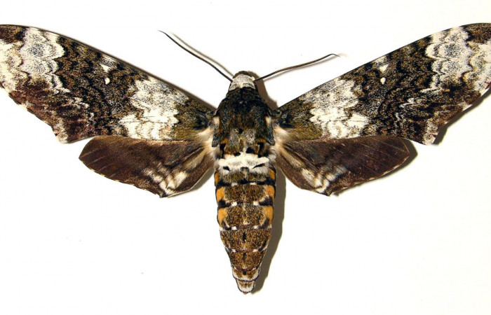Figura 20. Adulto de <i>Manduca albiplaga</i> (Sphingidae), posición dorsal. (03-SRNP-15995-DHJ91862).
