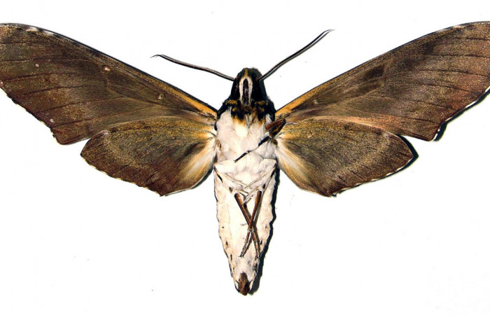 Figura 16. Adulto de <i>Manduca albiplaga</i> (Sphingidae), Hembra, posición vista ventral. (03-SRNP-15995-DHJ91863).