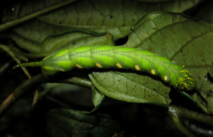 Fig. 17 Dorsal entero <i>Manduca pellenia</i> (Sphingidae), alimentándose en <i>Lycianthes pauciflora</i> (Solanaceae), Sector Cacao, Estación Cacao, (elevación 1150 metros). Colectada 19 Junio 2003 (03-SRNP-4737-DHJ400642.jpg).